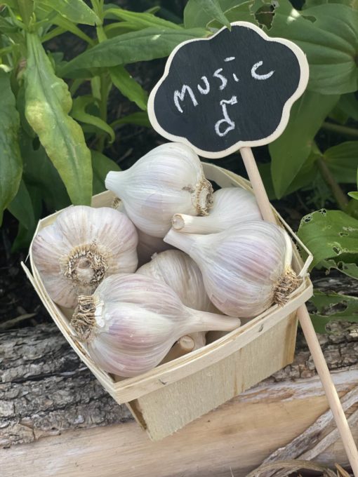 Music Garlic scaled 1 - Music Garlic - 1lb