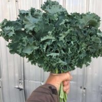 Curly Kale
