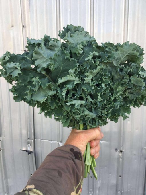 Organic Chard scaled 1 - Curly Kale