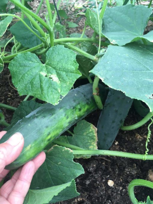 Organic Cucumber - Cucumbers (slicer)