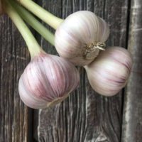 Four Pounds of Garlic