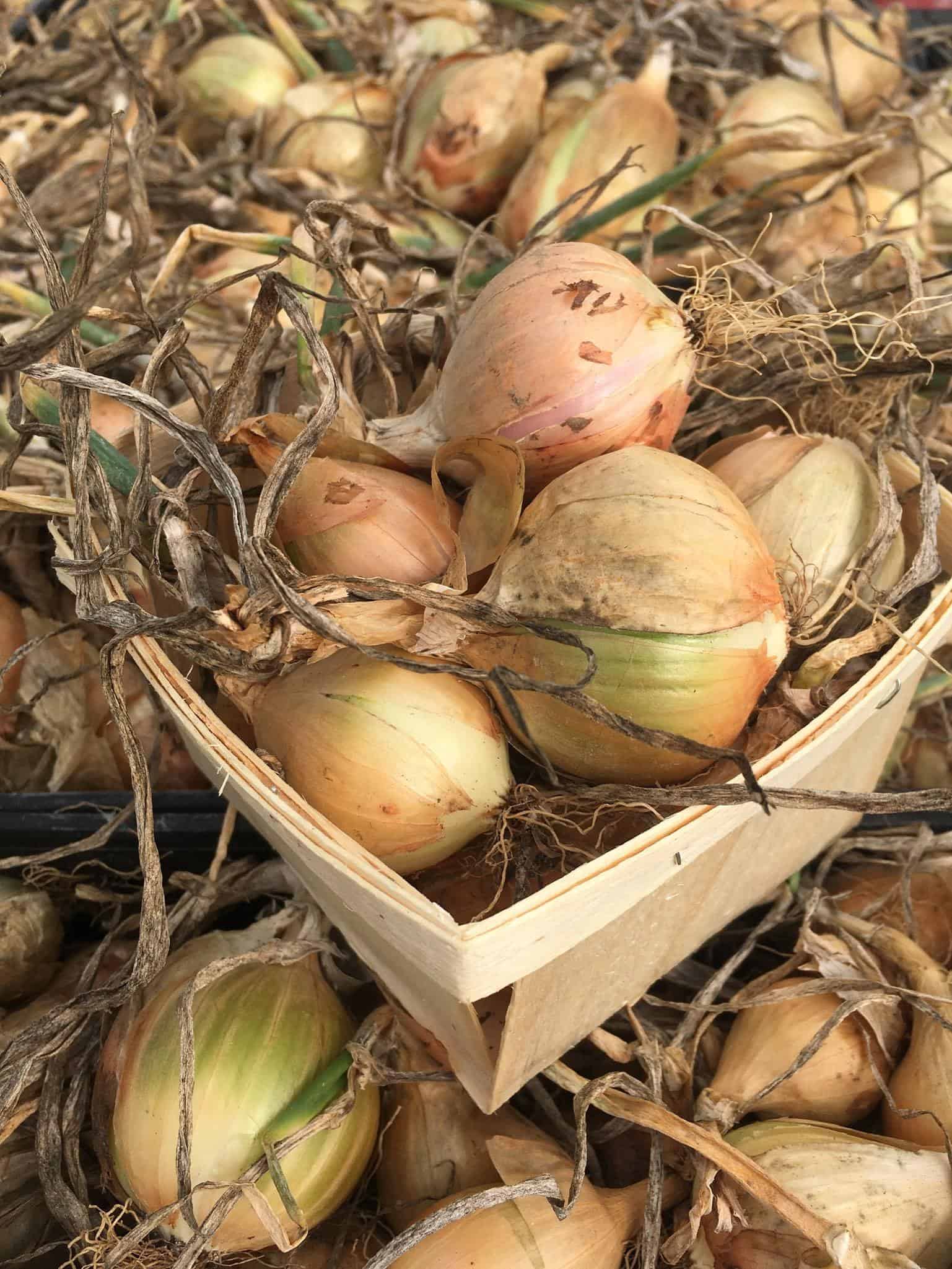 Organic Onions - A little rain is better than no rain!