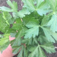 Parsley