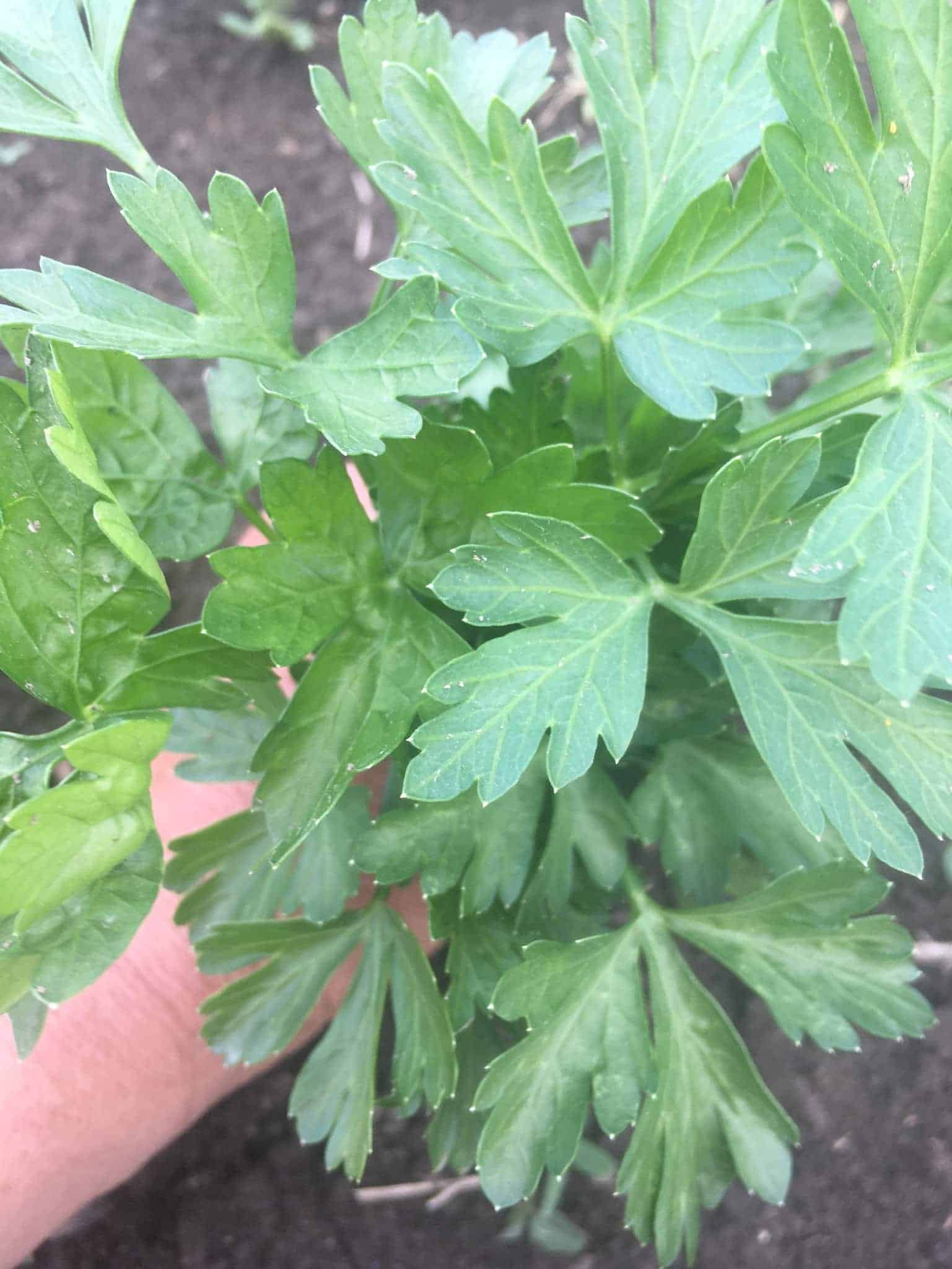 Parsley - August Showers Bring a Great Big Sigh of Relief