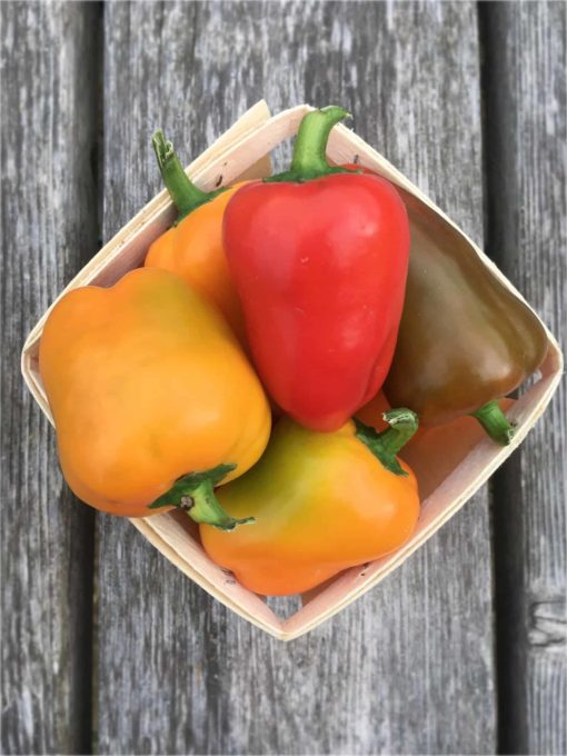 Peppers - Mini Bell Peppers