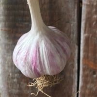 Persian Star Garlic - Single Bulb