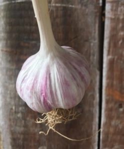 Persian Star Garlic - Organic Vegetables