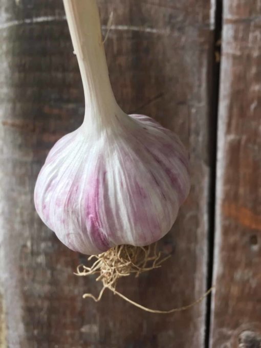 Persian Star Garlic - Persian Star Garlic - Single Bulb