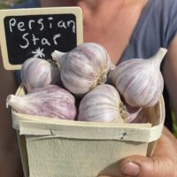 Persian Star Garlic - 1lb