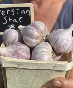 Persian Star Garlic scaled 1 - Organic Vegetables