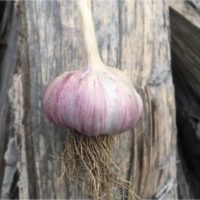 Polish Garlic - Single Bulb