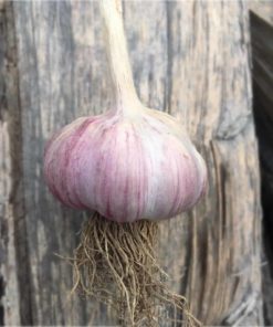 Polish Garlic on a log - Organic Vegetables