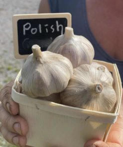 Polish Garlic scaled 1 - Organic Vegetables