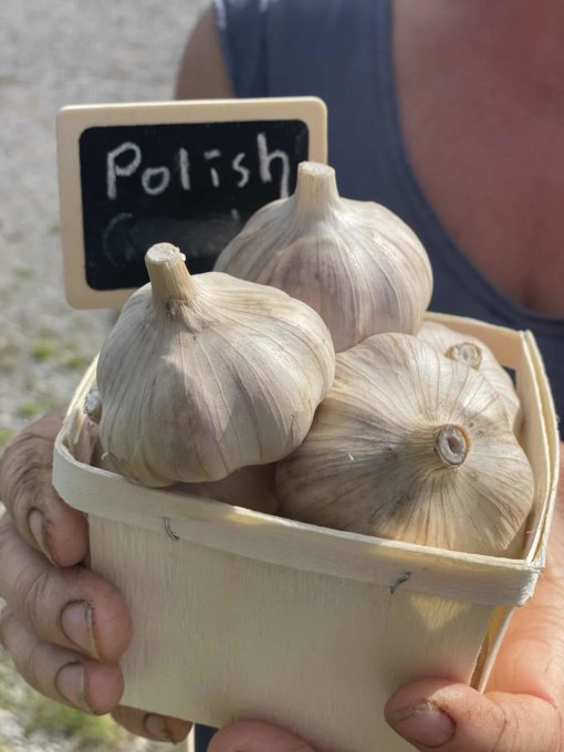 Polish Garlic scaled 1 - Polish Garlic - 1lb