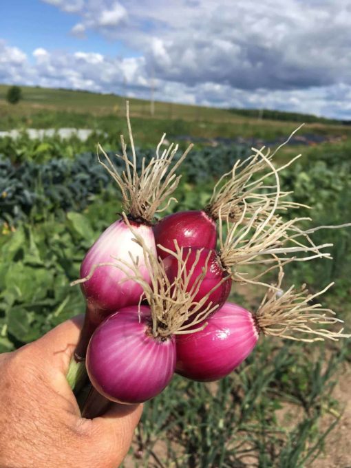 Salad Onions - Salad Onions