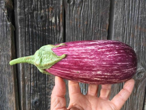 Striped Eggplant - Striped Eggplant