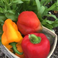 Mix of Sweet Peppers