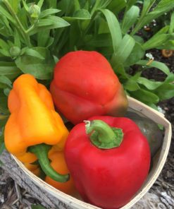 Sweet Peppers - Organic Vegetables