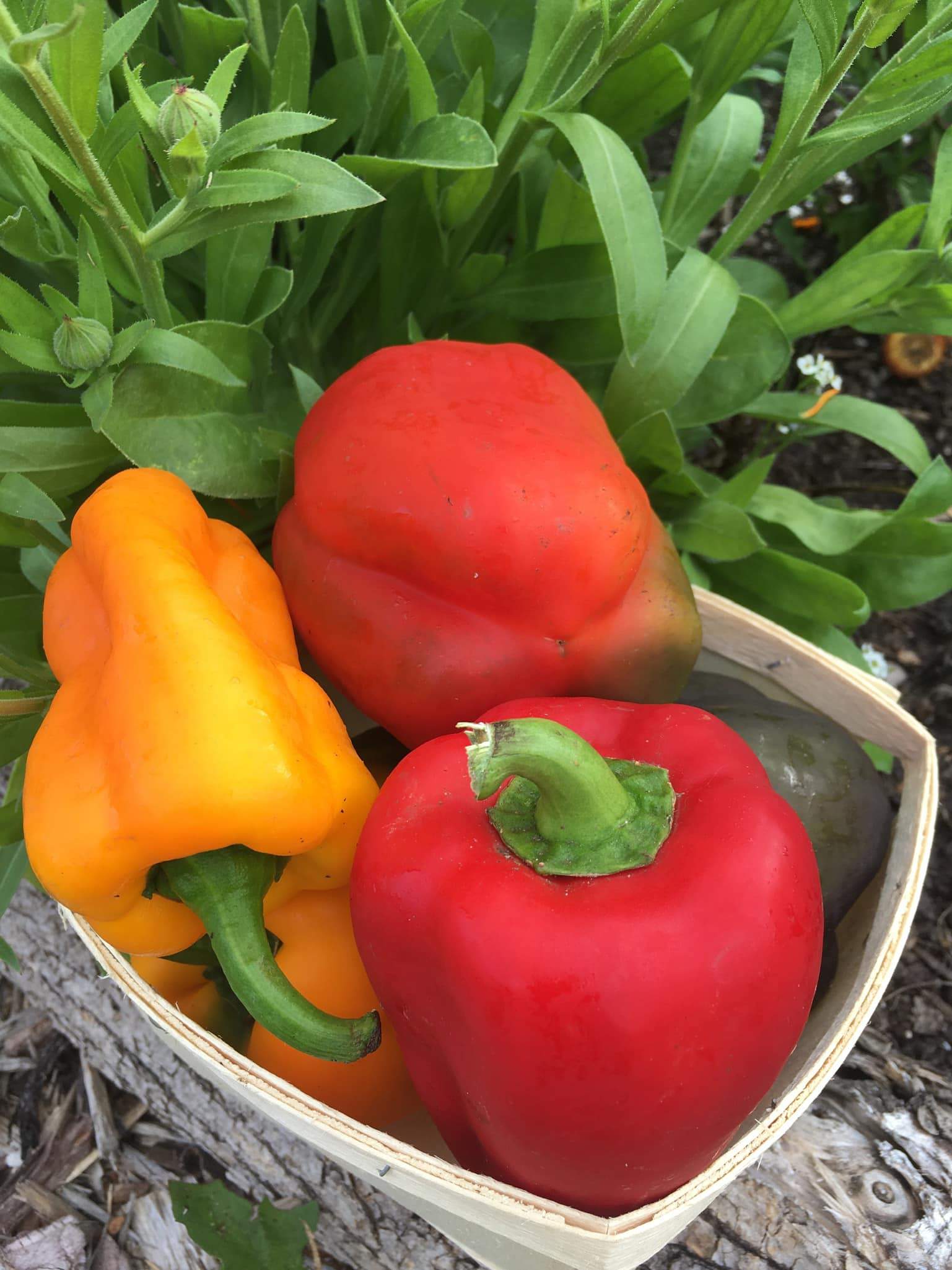 Mix of Sweet Peppers Knuckle Down Farm