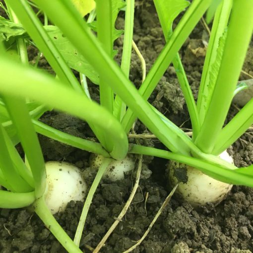 Turnips in the Ground - Salad Turnips (bunch)