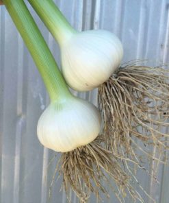 Two Garlic Bulbs - Organic Vegetables