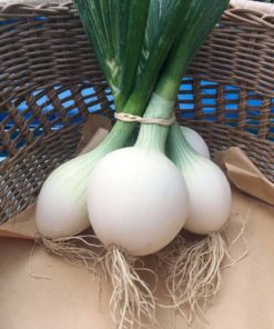 White Onions - Organic Vegetables