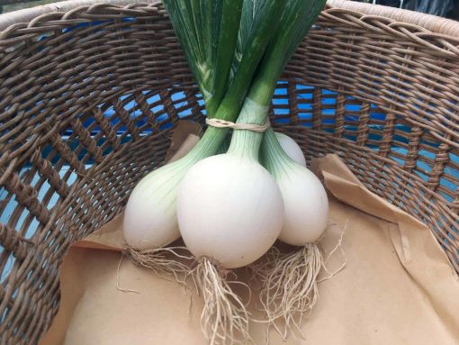 White Onions - White Onions