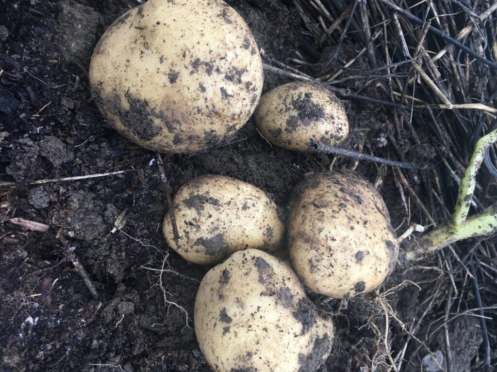 hardcore taters - Thanksgiving Harvest