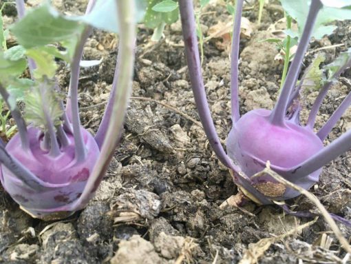 kohlrabi - Purple Kohlrabi