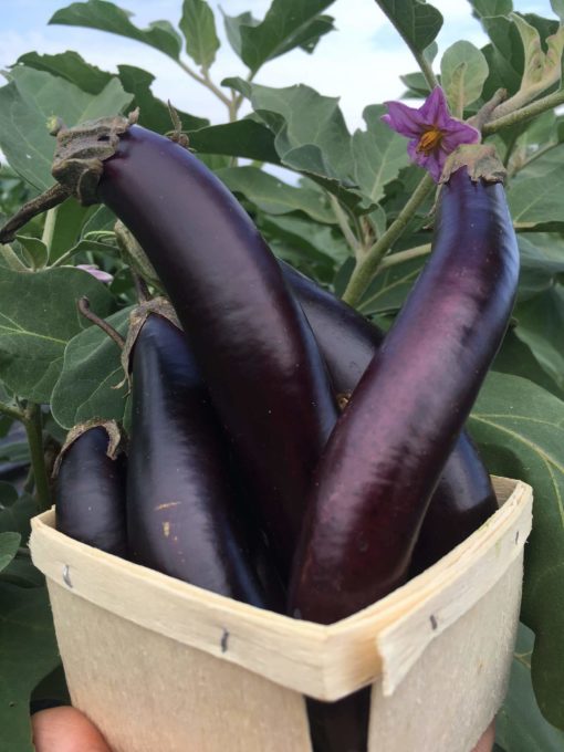 little finger eggplant basket - Little Finger Eggplant (Pint)