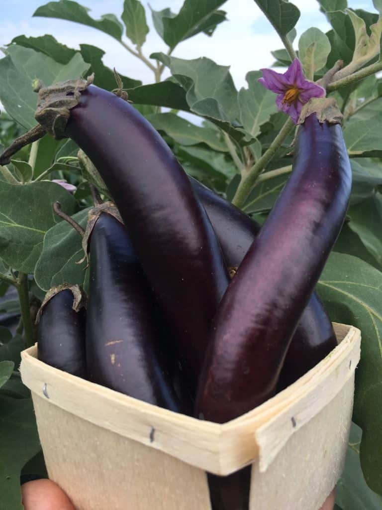 Little Finger Eggplant (Pint) Knuckle Down Farm