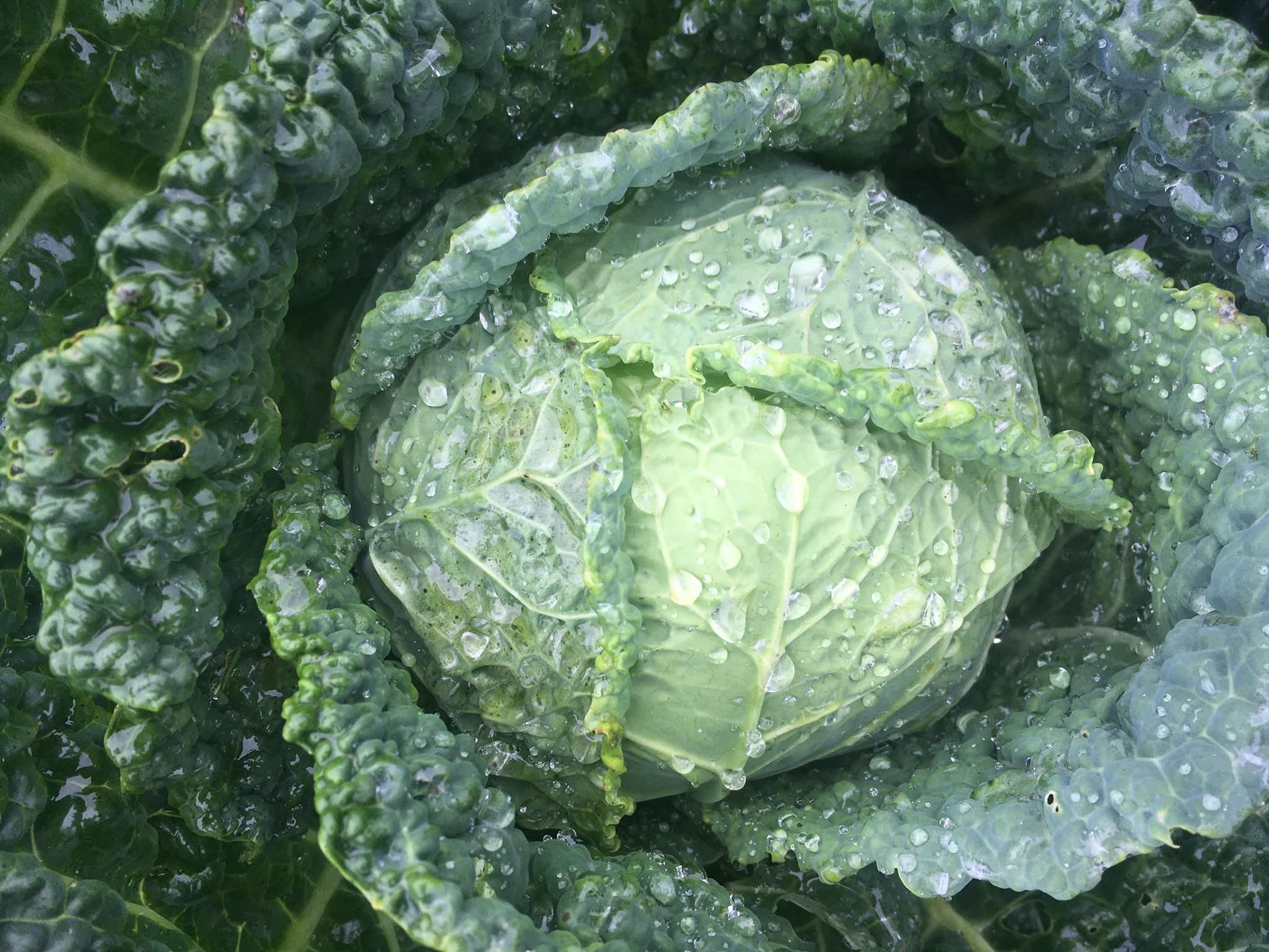 moist cabbage - Thanksgiving Harvest