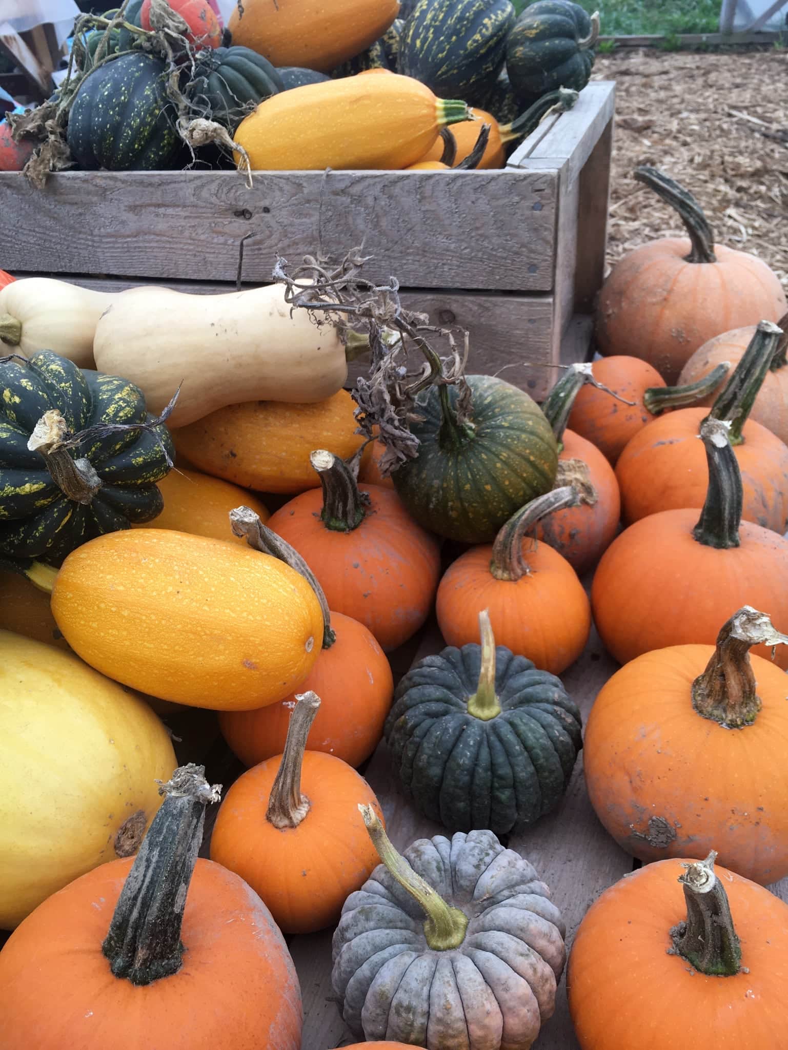 pie pumpkins - Thanksgiving Harvest