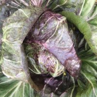 Radicchio