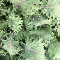 Red Russian Kale (baby leaf)