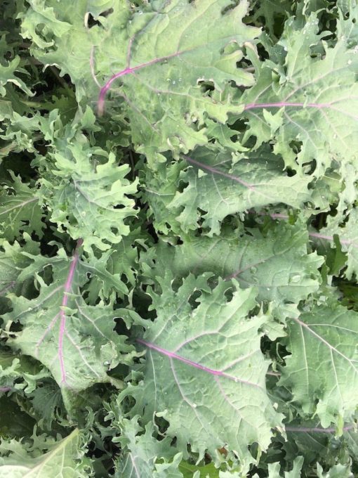 russian kale - Red Russian Kale