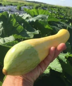 squash - Organic Vegetables