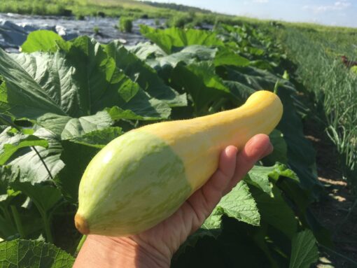 squash - Yellow Summer Squash