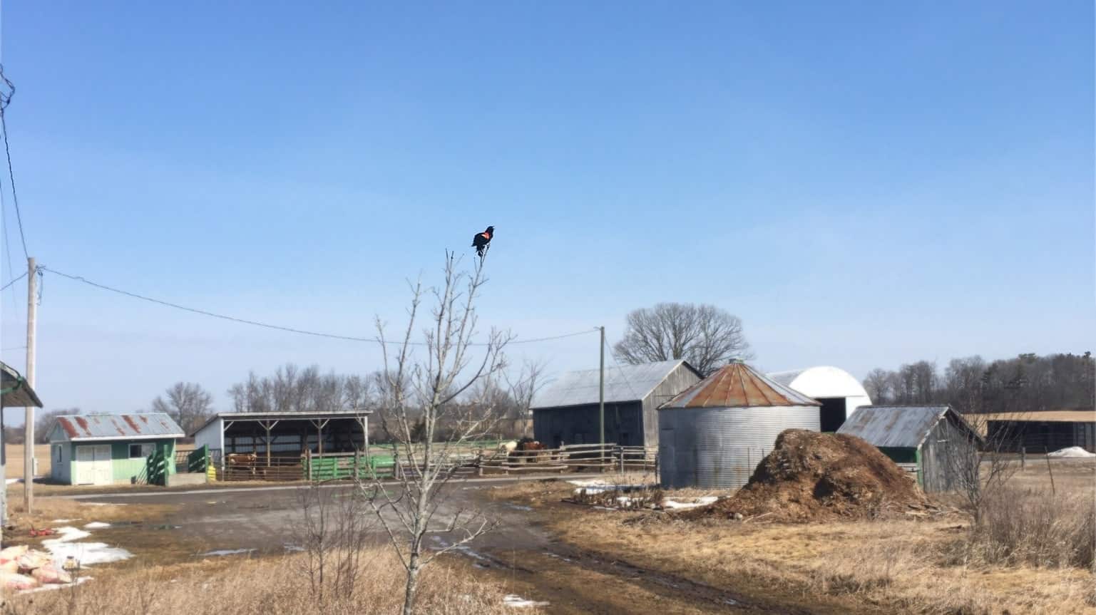 redwing blackbird - March: Summer in the sun, Winter in the shade