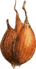 Drawing of Shallots