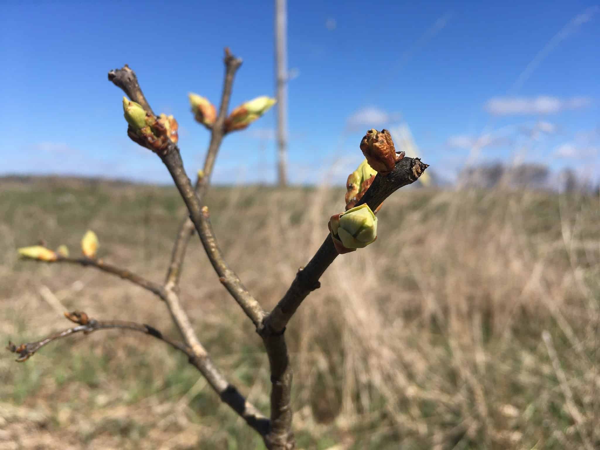 budding tree - Rhubarb Unfurling 🌈