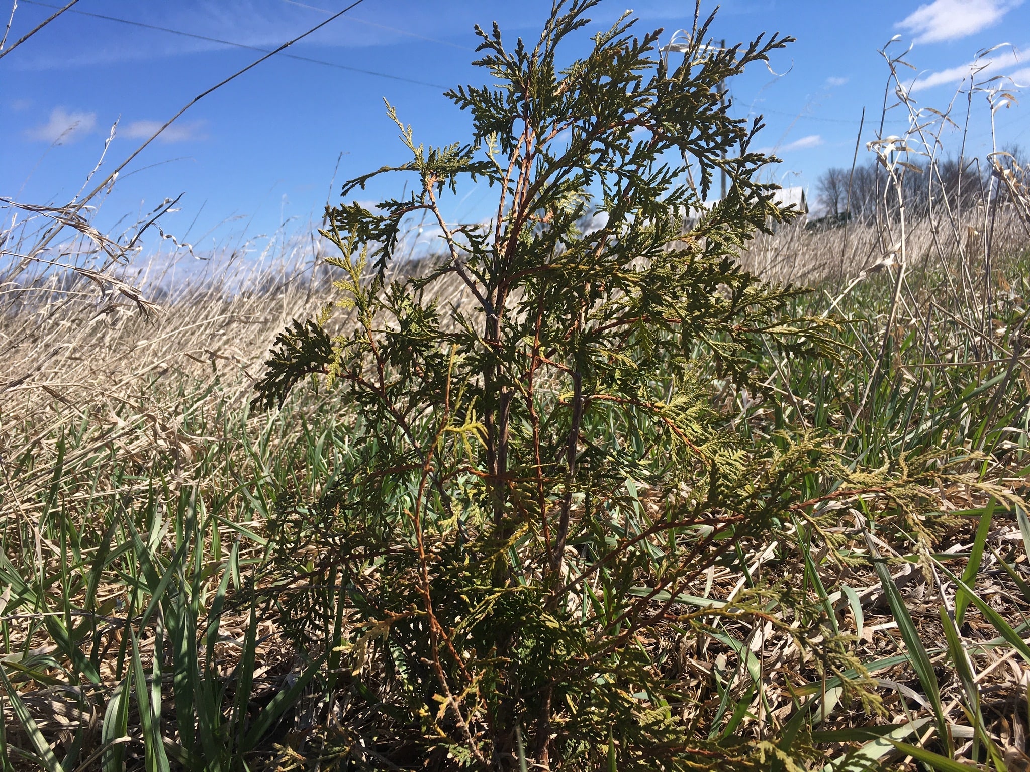 surviving tree - Rhubarb Unfurling 🌈