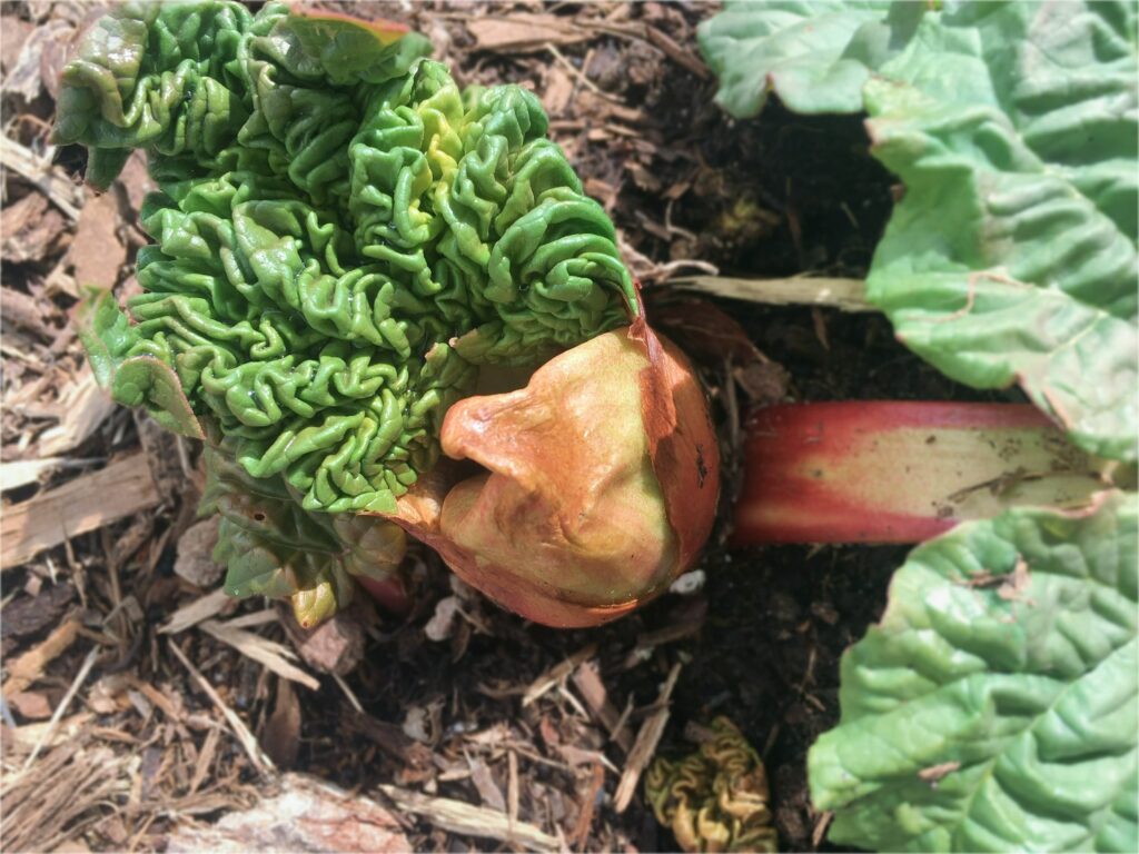 unfurling rhubarb - Rhubarb Unfurling 🌈