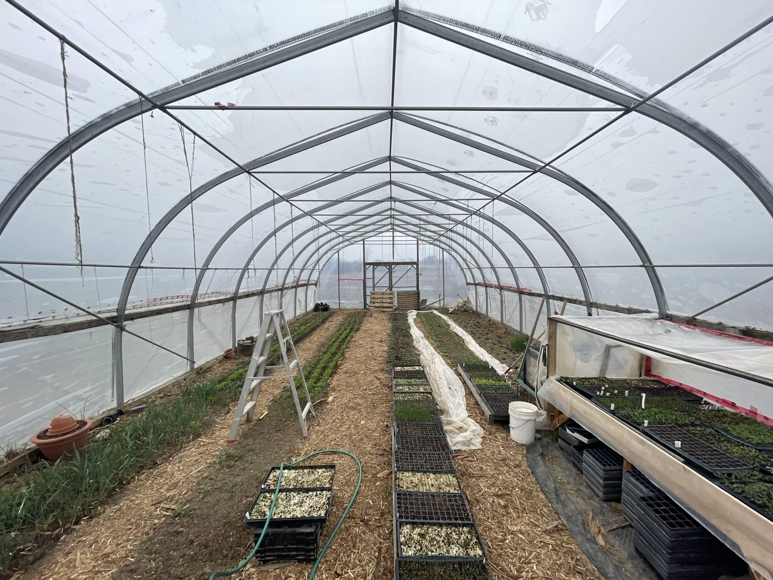 Greenhouse scaled - A rainy moment for announcements