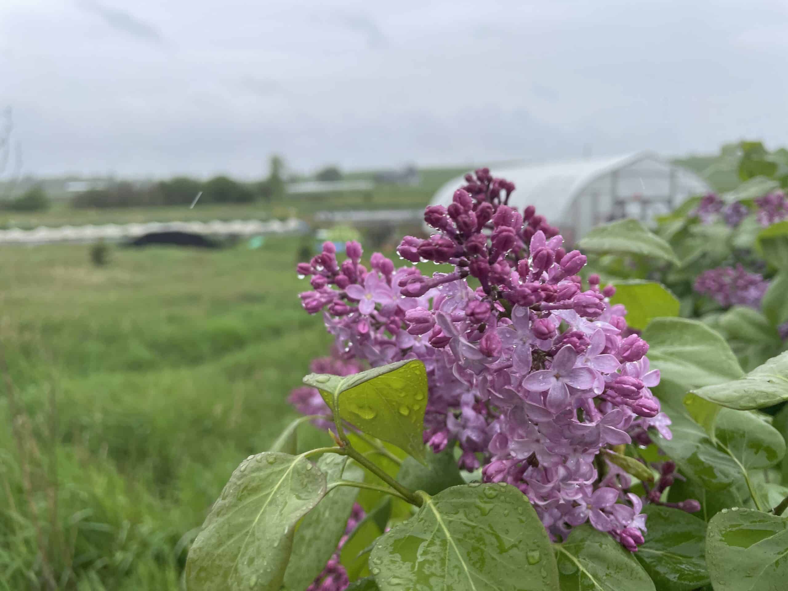 Lilac on the farm on a rainy day scaled - A rainy moment for announcements