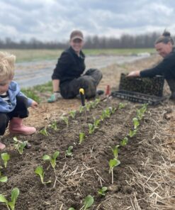 Planting scaled - Organic Vegetables