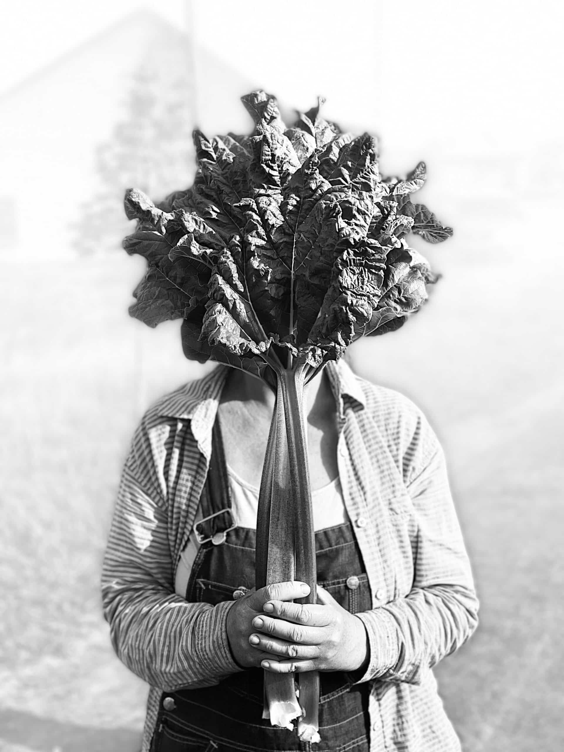 Rhubarb Face bw scaled - A rainy moment for announcements