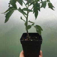 Toamto Seedling 1 - Tomato Seedlings