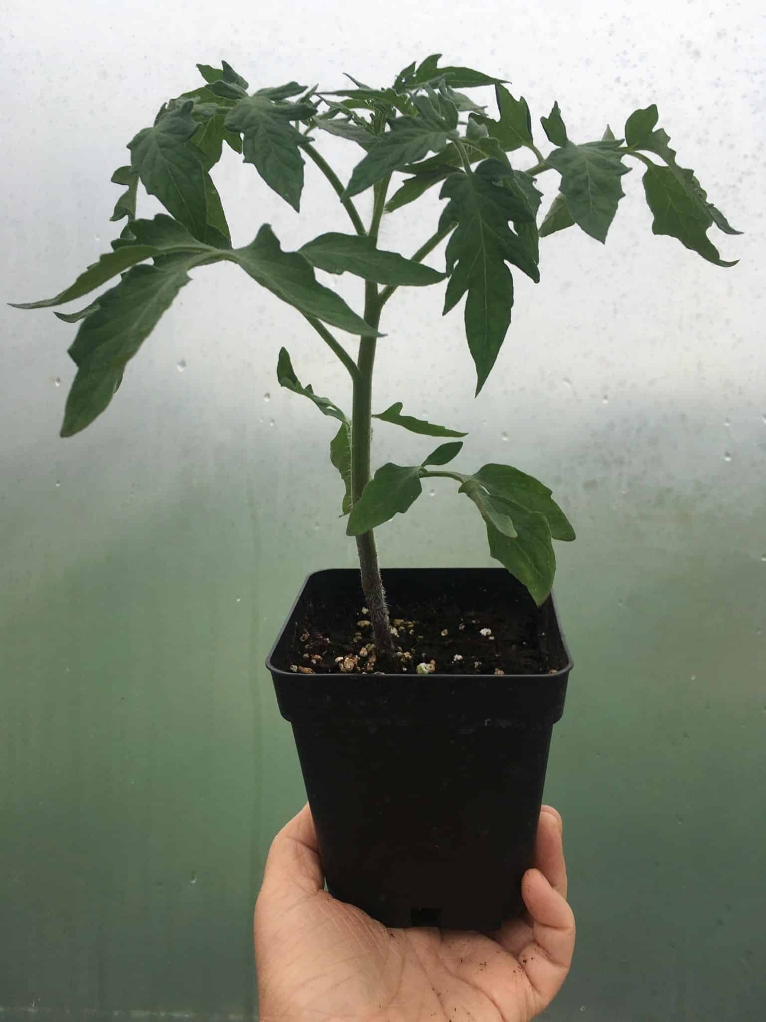 Toamto Seedling 1 - A rainy moment for announcements