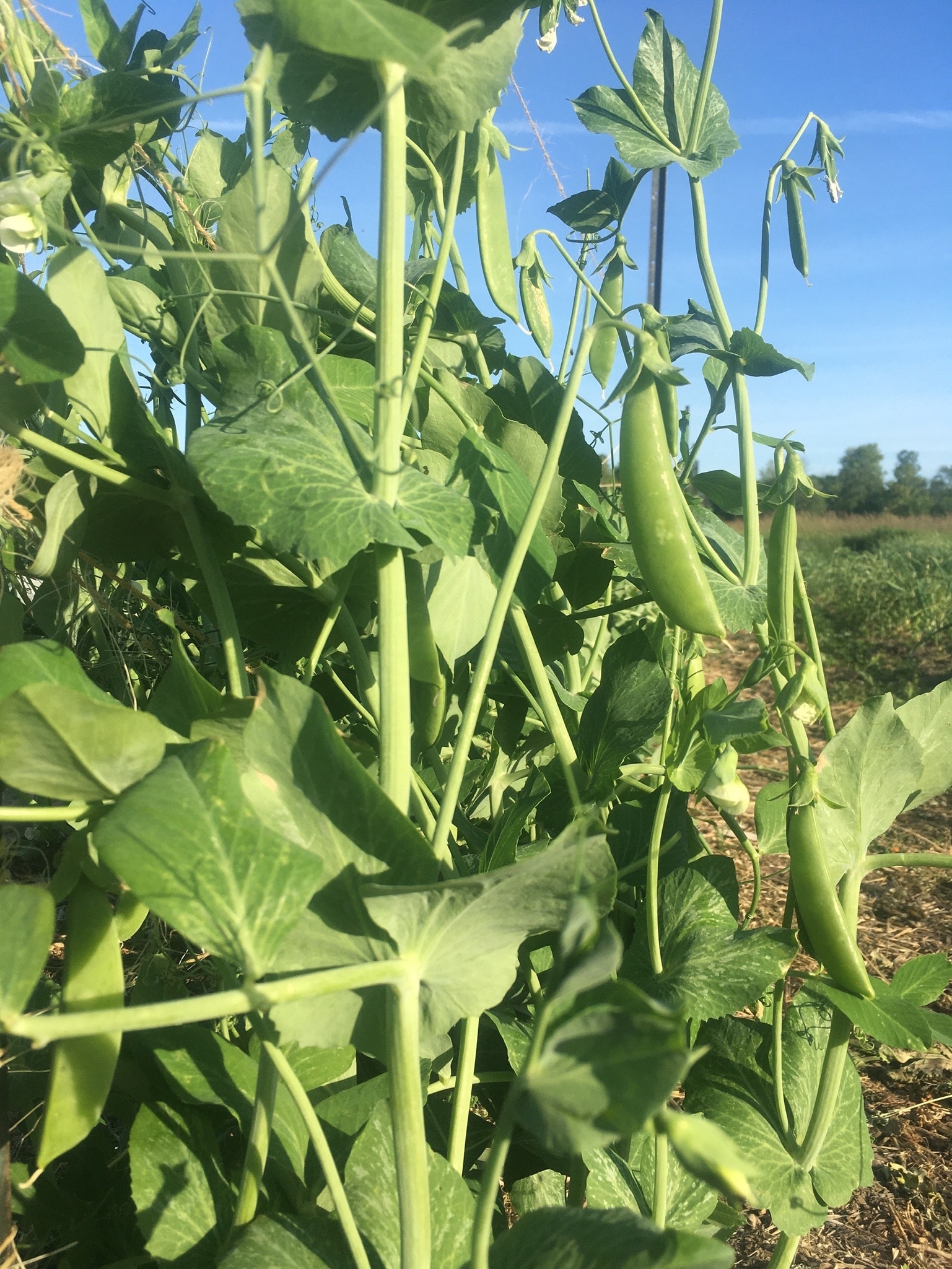 Give Peas a chance - 🌬️ Walloping Winds, Stirling Market, & CSA Week 2